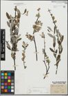 Foto von Salix repens subsp. incubacea (L.) A. Neumann